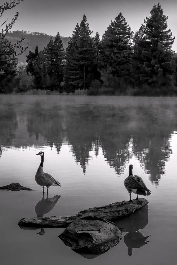 /Images/uploads/Sonoma County Regional Parks Foundation/springlake50/entries/28834thumb.jpg